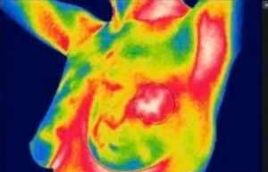 医用红外热成像仪的临床应用 医用红外热成像仪的临床应用